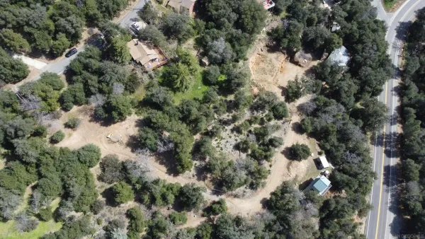 a view of a forest that has a tree