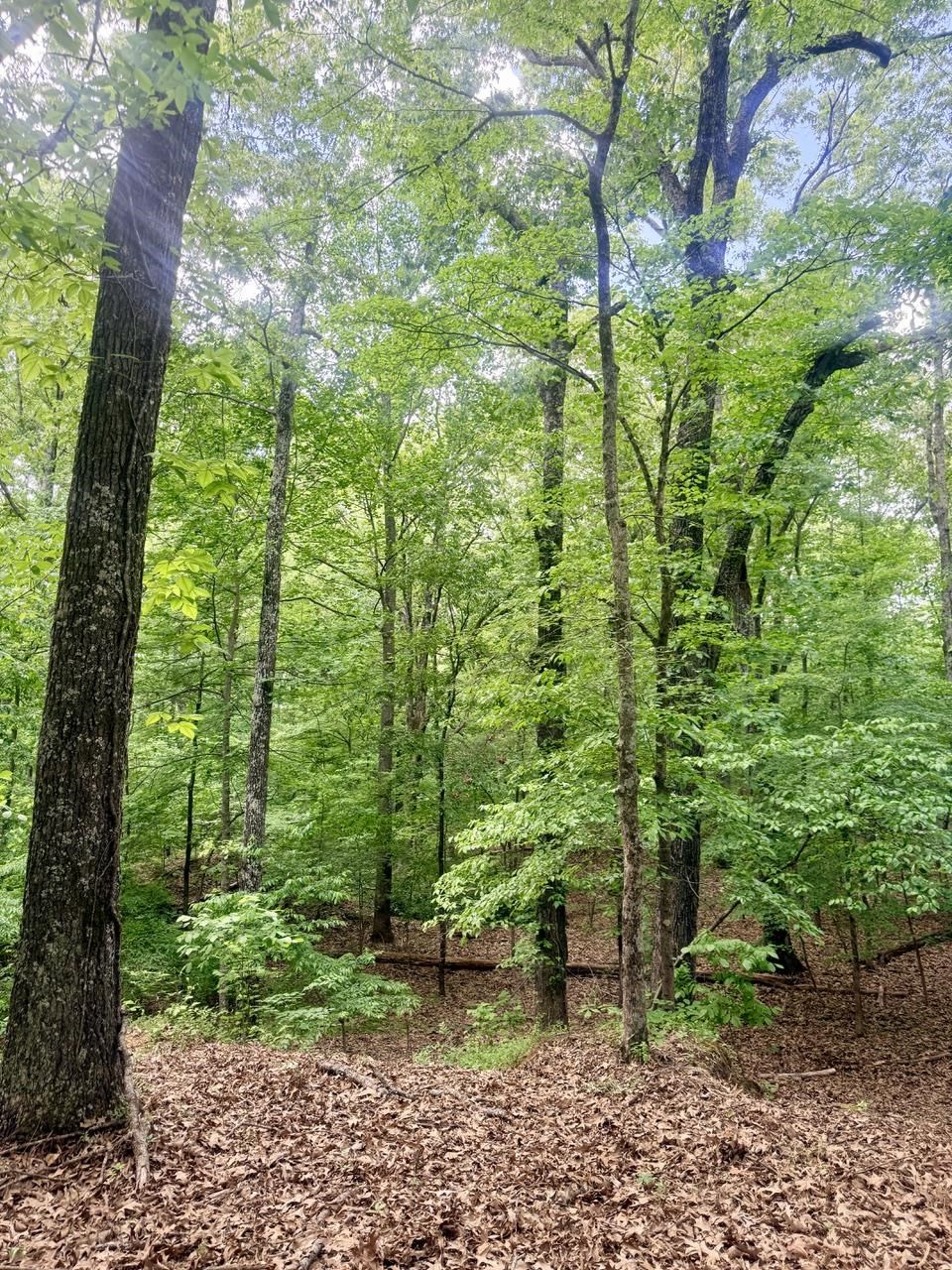 12 Plomar Williams Road Gadsden, TN 38337 - Photo 5 of 8
