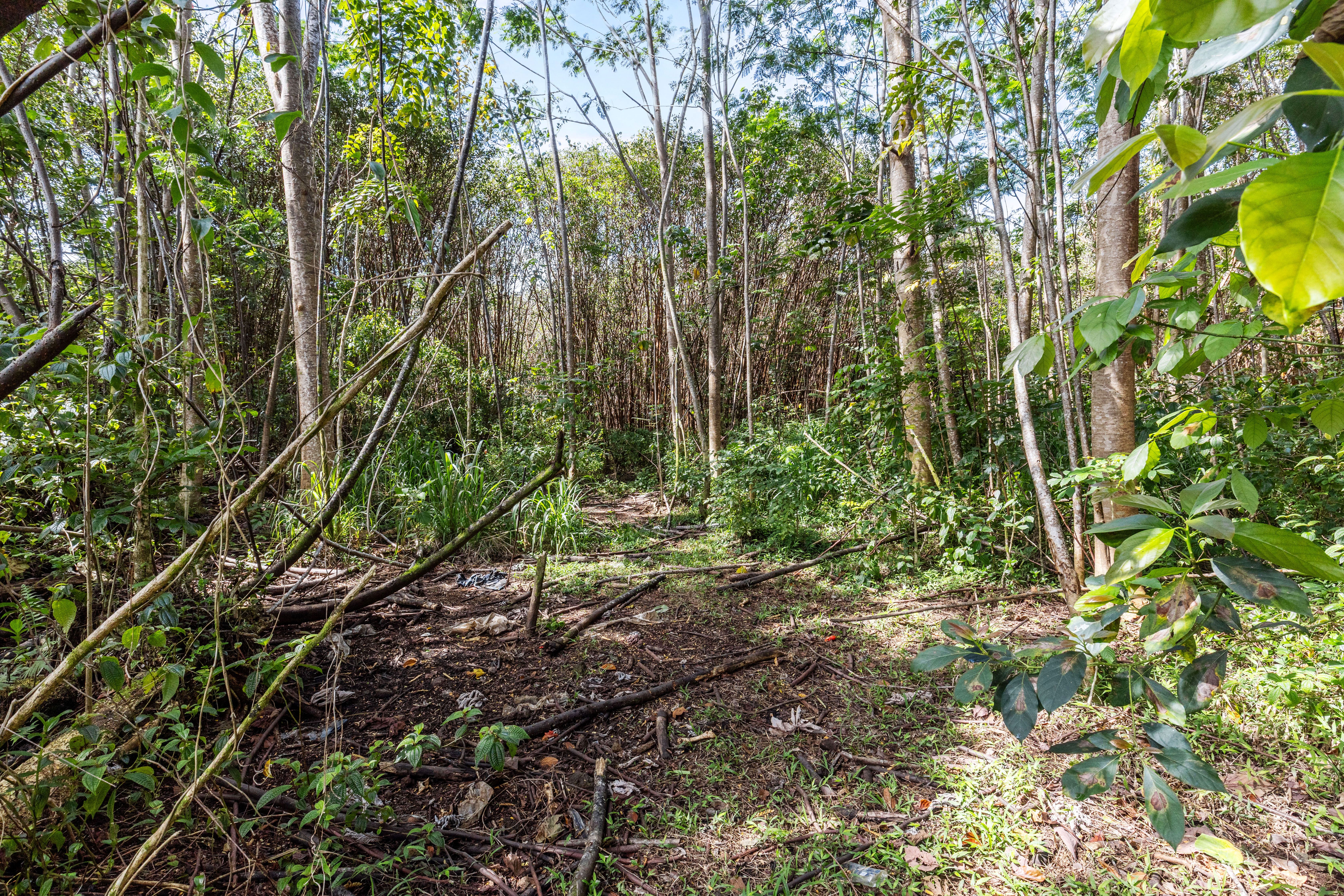 4 Ainalako Road Hilo, HI 96720 - Photo 10 of 18 a backyard of a house with lots of green space