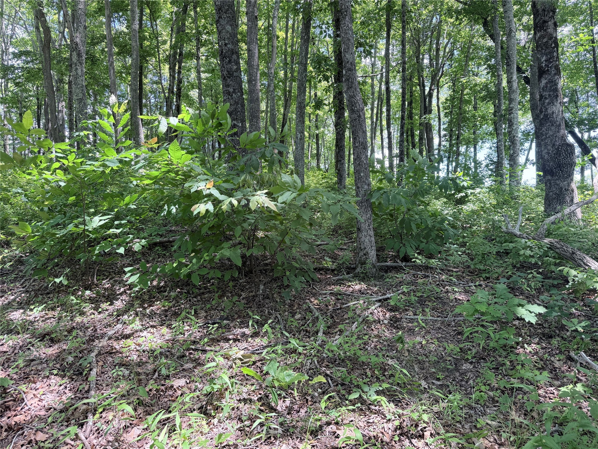 40 Roaming Road Glenville, NC 28736 - Photo 5 of 28 Gallery Image 5