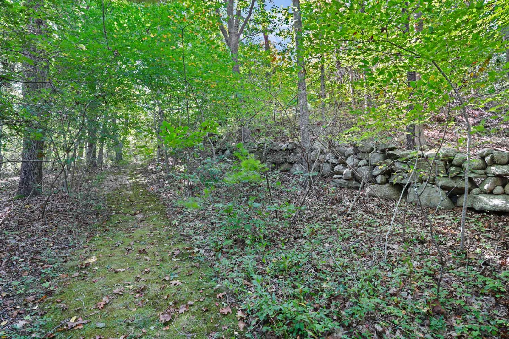 25 Fulling Mill Road Chilmark, MA 02535 - Photo 19 of 31 a view of a forest that has large trees