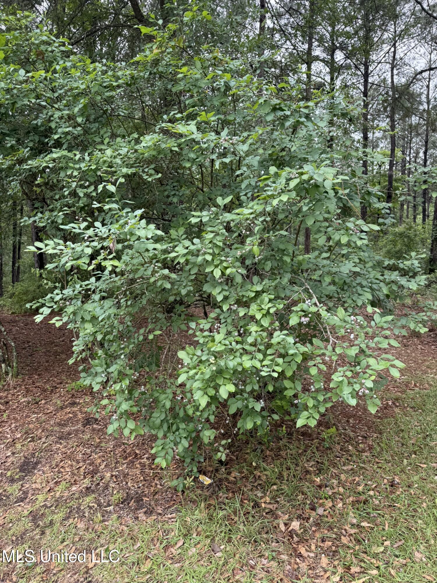 110 Frye Road Hattiesburg, MS 39401 - Photo 65 of 85 IMG_2198
