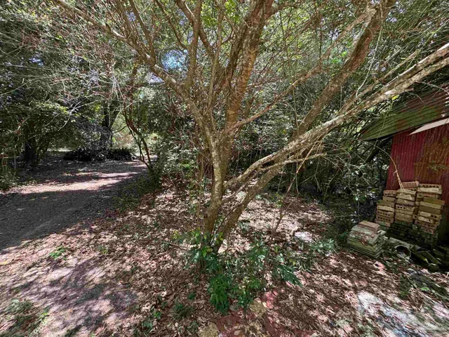 a view of a tree with a tree