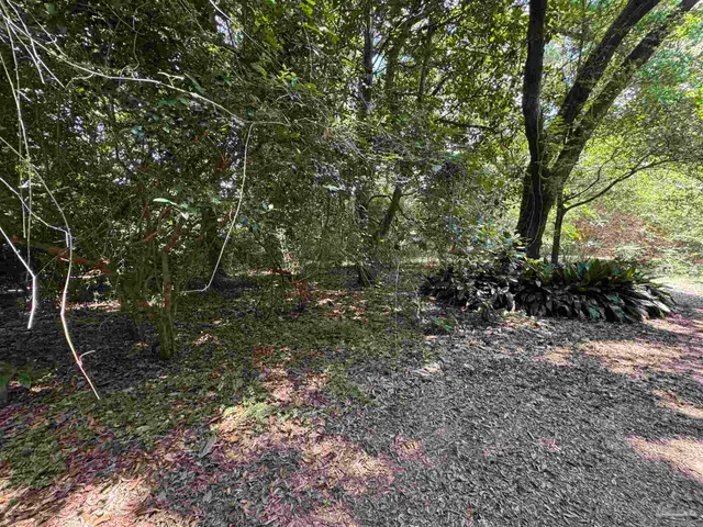 a view of a tree in a yard