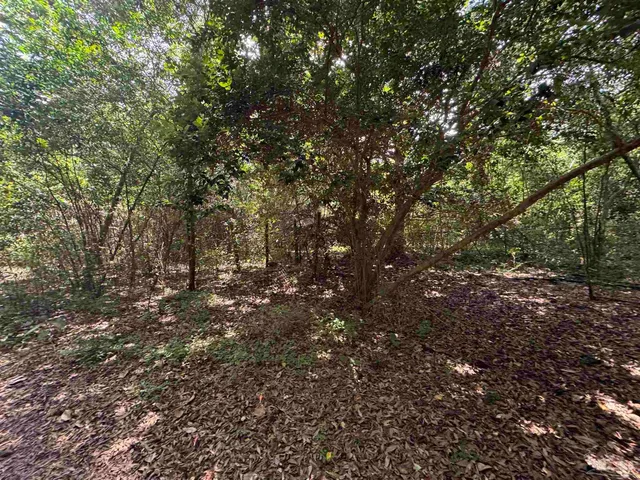 a view of a forest with trees in the background
