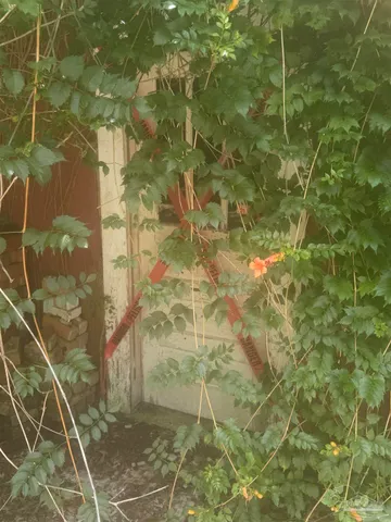 a view of a tree with a yard