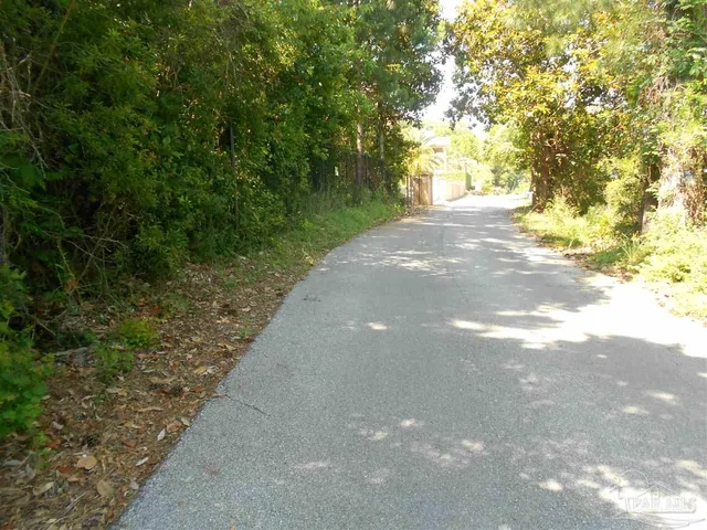a view of a yard with plants and large trees