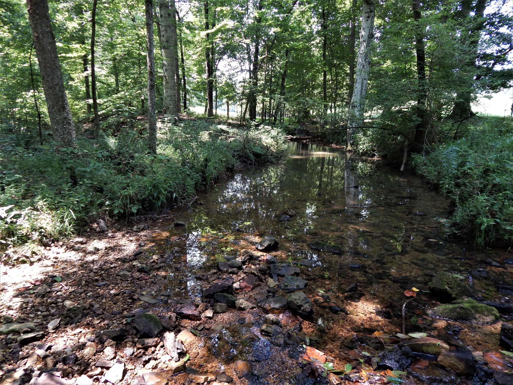 3753 Chisholm Road Iron City, TN 38463 - Photo 39 of 50 a view of a forest with lots of trees