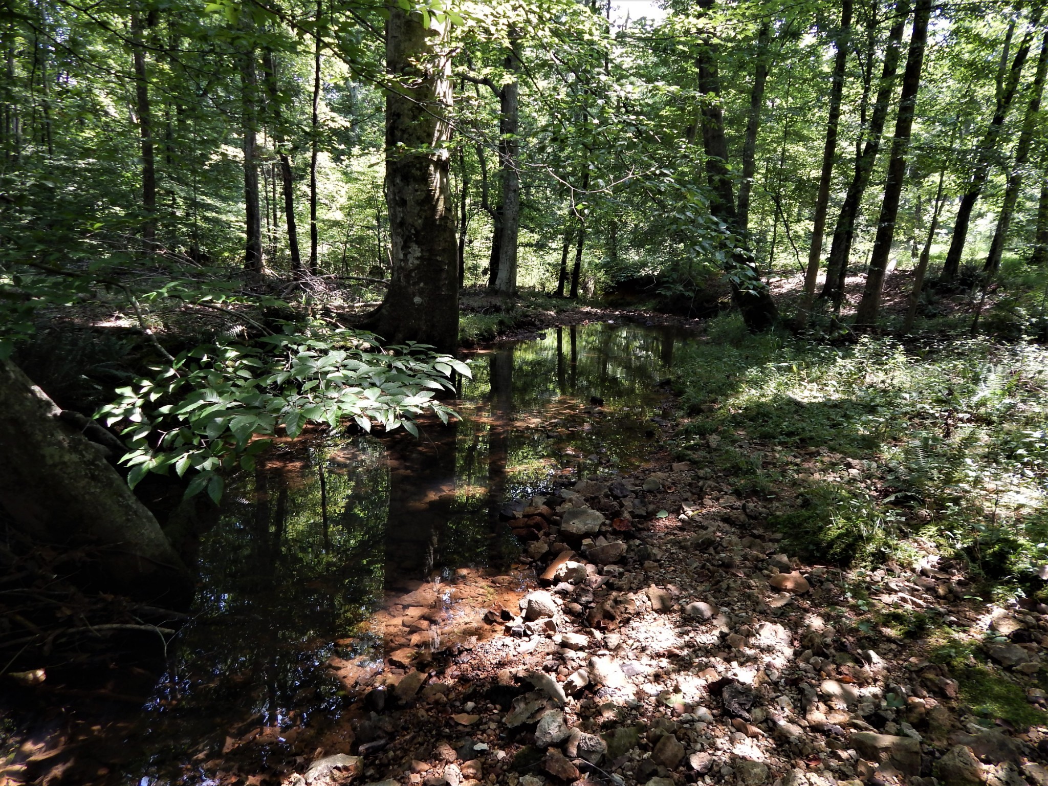 3753 Chisholm Road Iron City, TN 38463 - Photo 40 of 50 a view of tree
