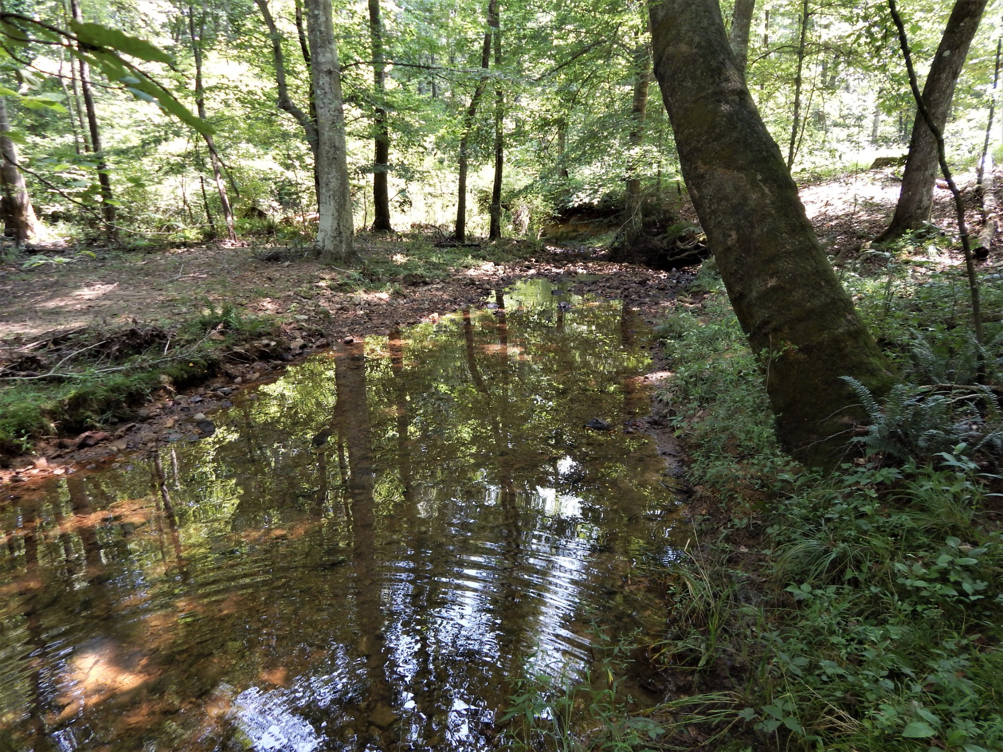 3753 Chisholm Road Iron City, TN 38463 - Photo 41 of 50 a view of tree