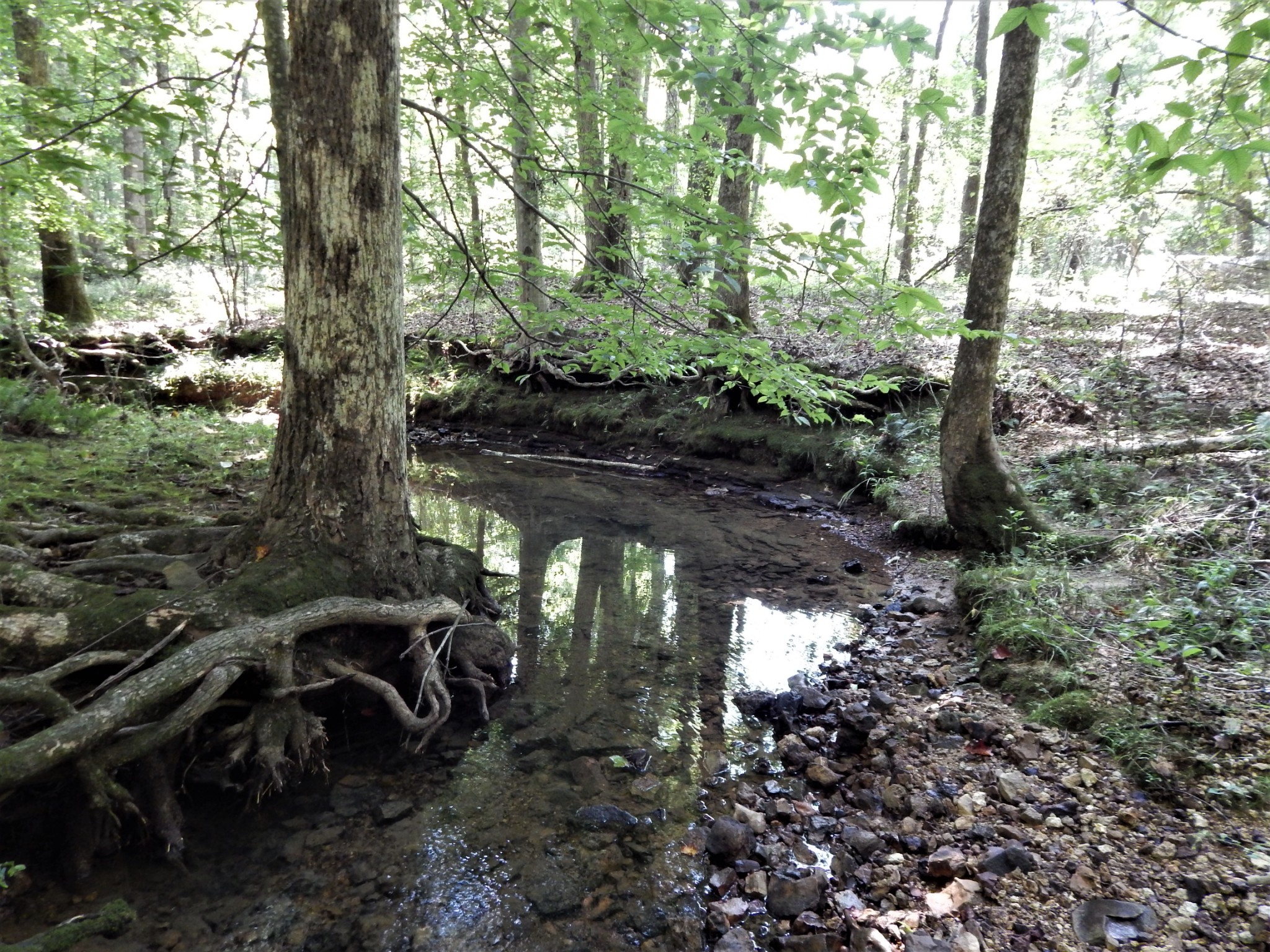 3753 Chisholm Road Iron City, TN 38463 - Photo 42 of 50 a view of a yard with plants and a bench