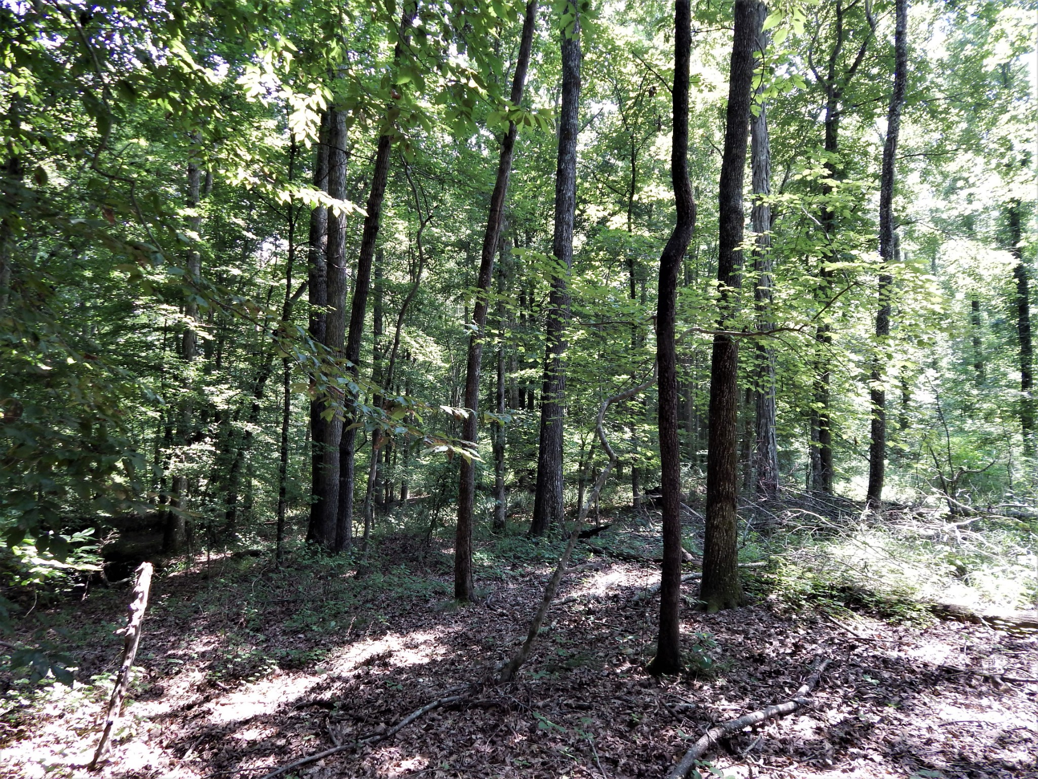 3753 Chisholm Road Iron City, TN 38463 - Photo 43 of 50 a view of a forest with trees in the background