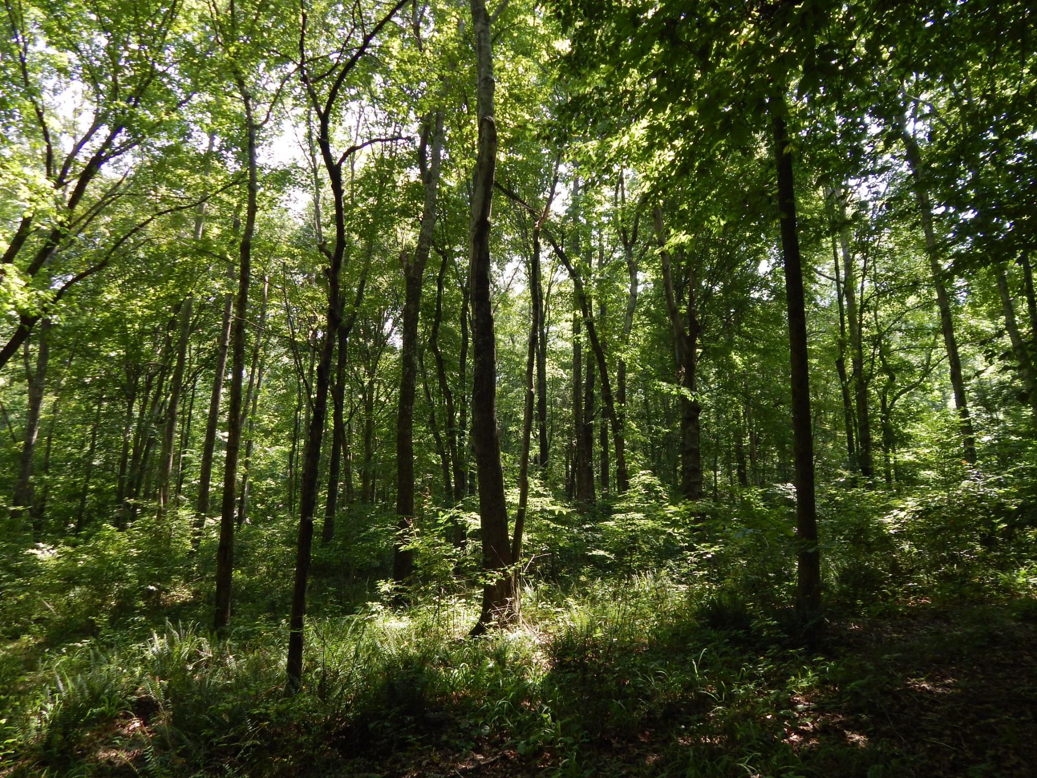 3753 Chisholm Road Iron City, TN 38463 - Photo 44 of 50 a view of forest