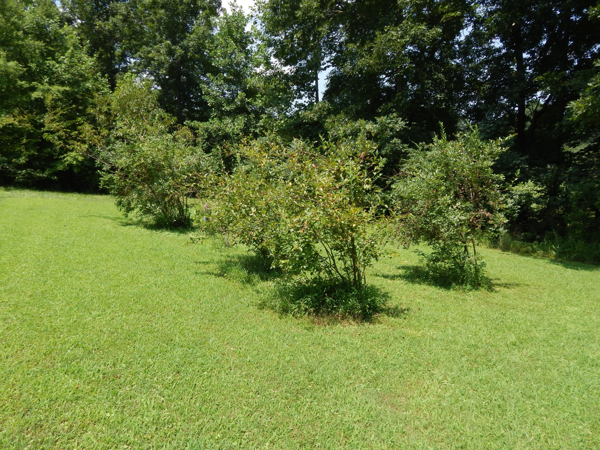 3753 Chisholm Road Iron City, TN 38463 - Photo 46 of 50 a view of yard with green space