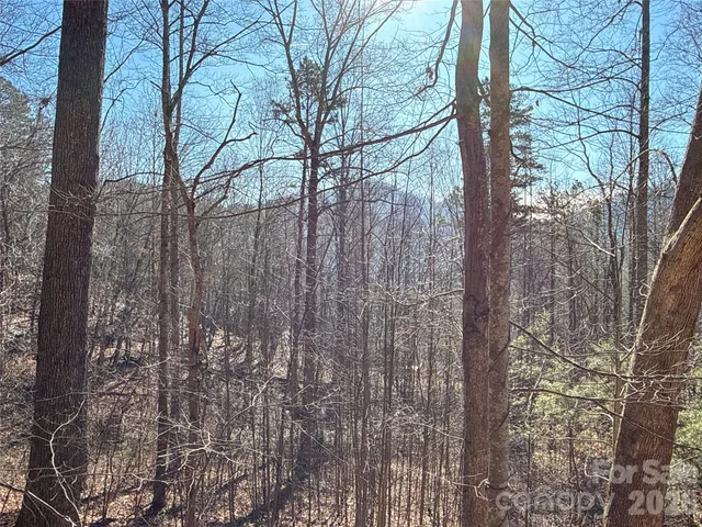 a view of a forest filled with trees