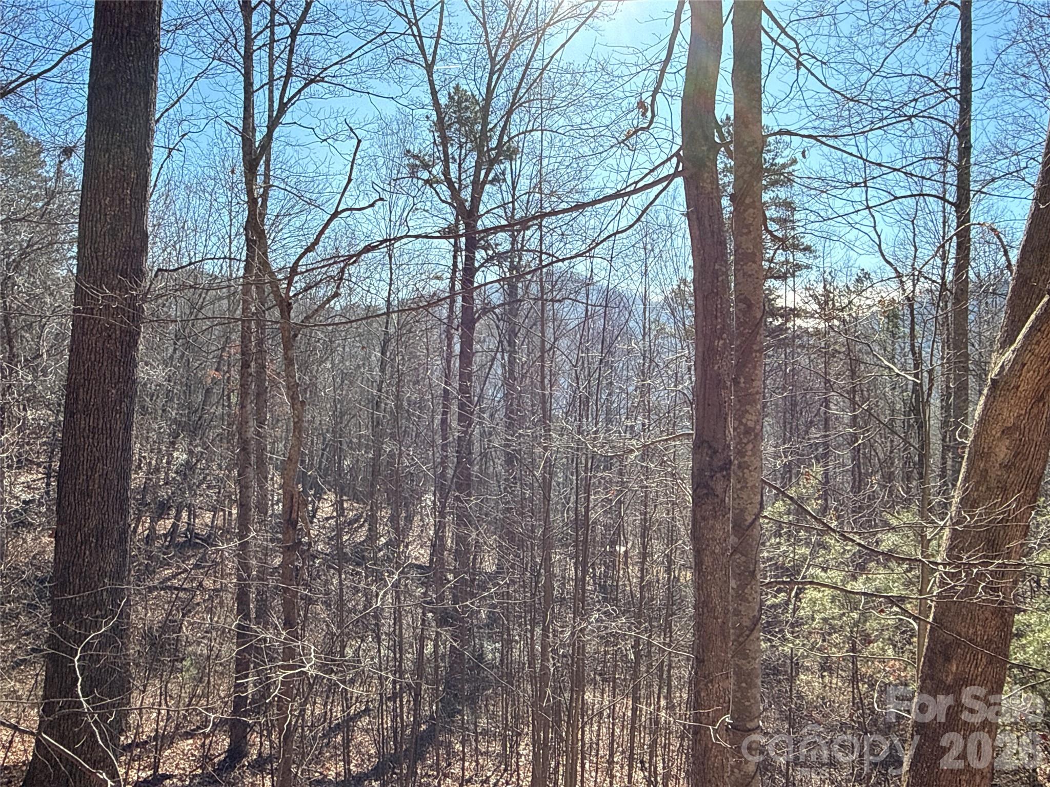 9999 Sealey Lane Leicester, NC 28748 - Photo 11 of 38 a view of a forest filled with trees