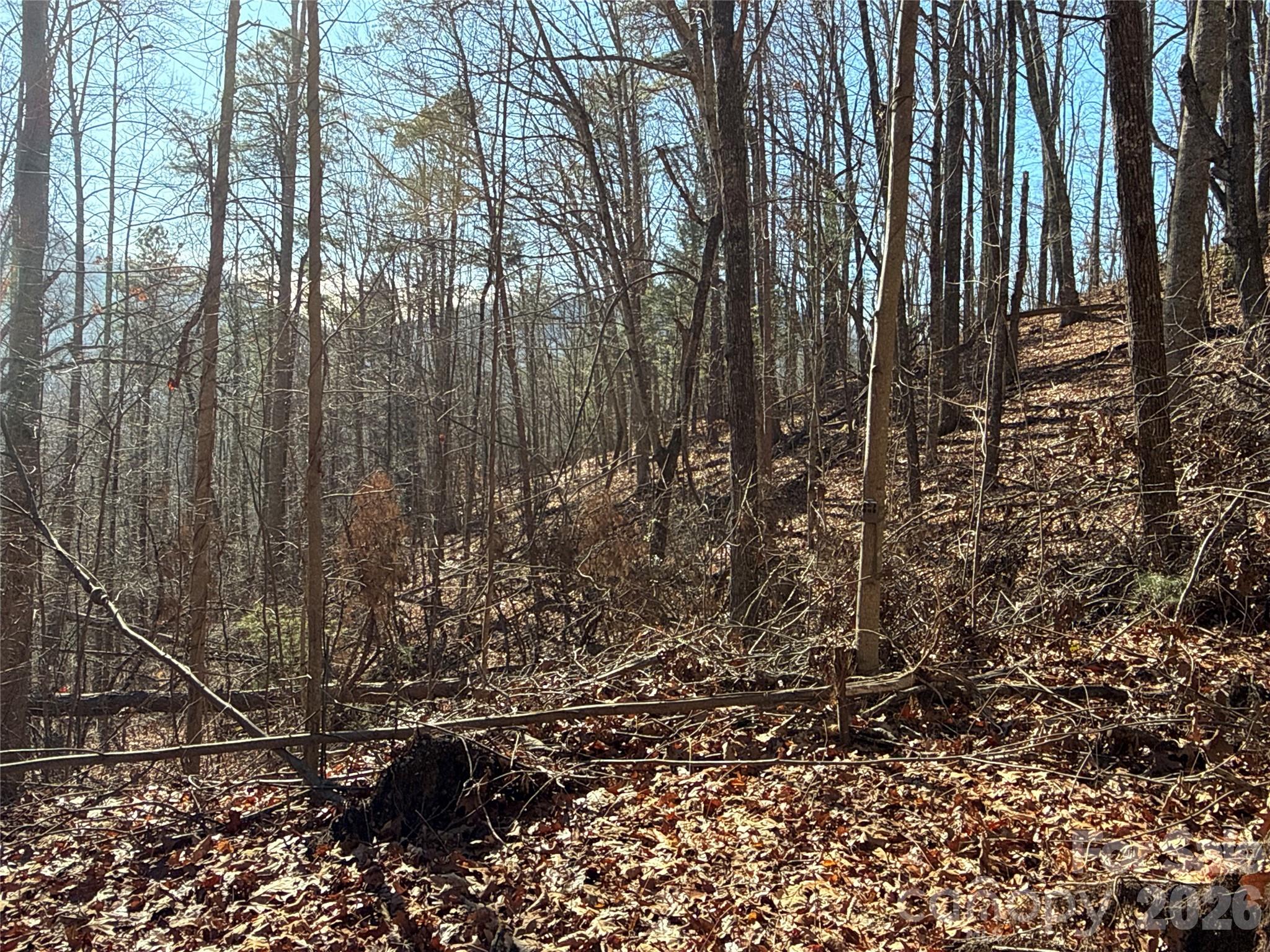 9999 Sealey Lane Leicester, NC 28748 - Photo 16 of 38 a view of forest