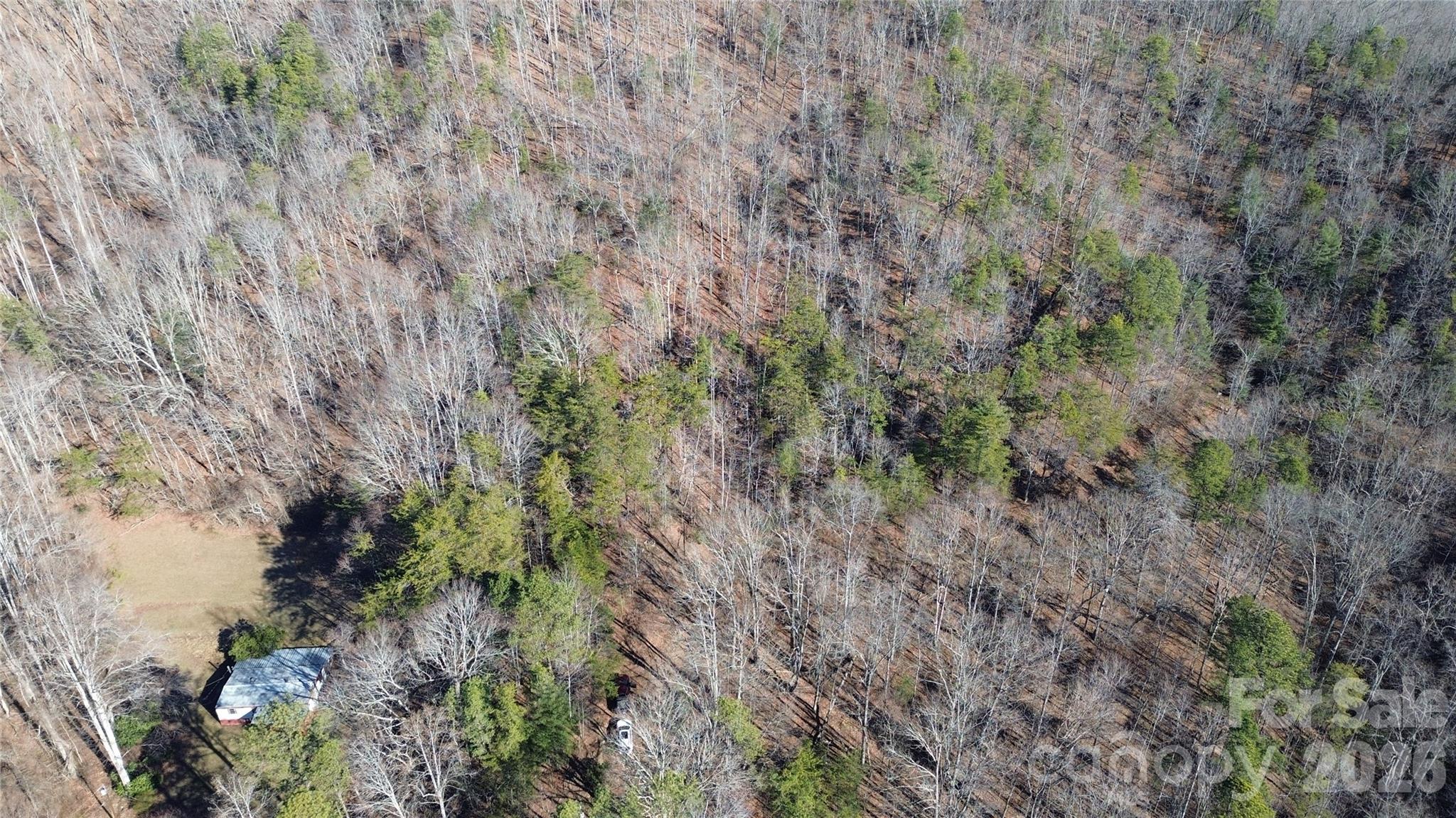 9999 Sealey Lane Leicester, NC 28748 - Photo 18 of 38 a view of a forest with a tree