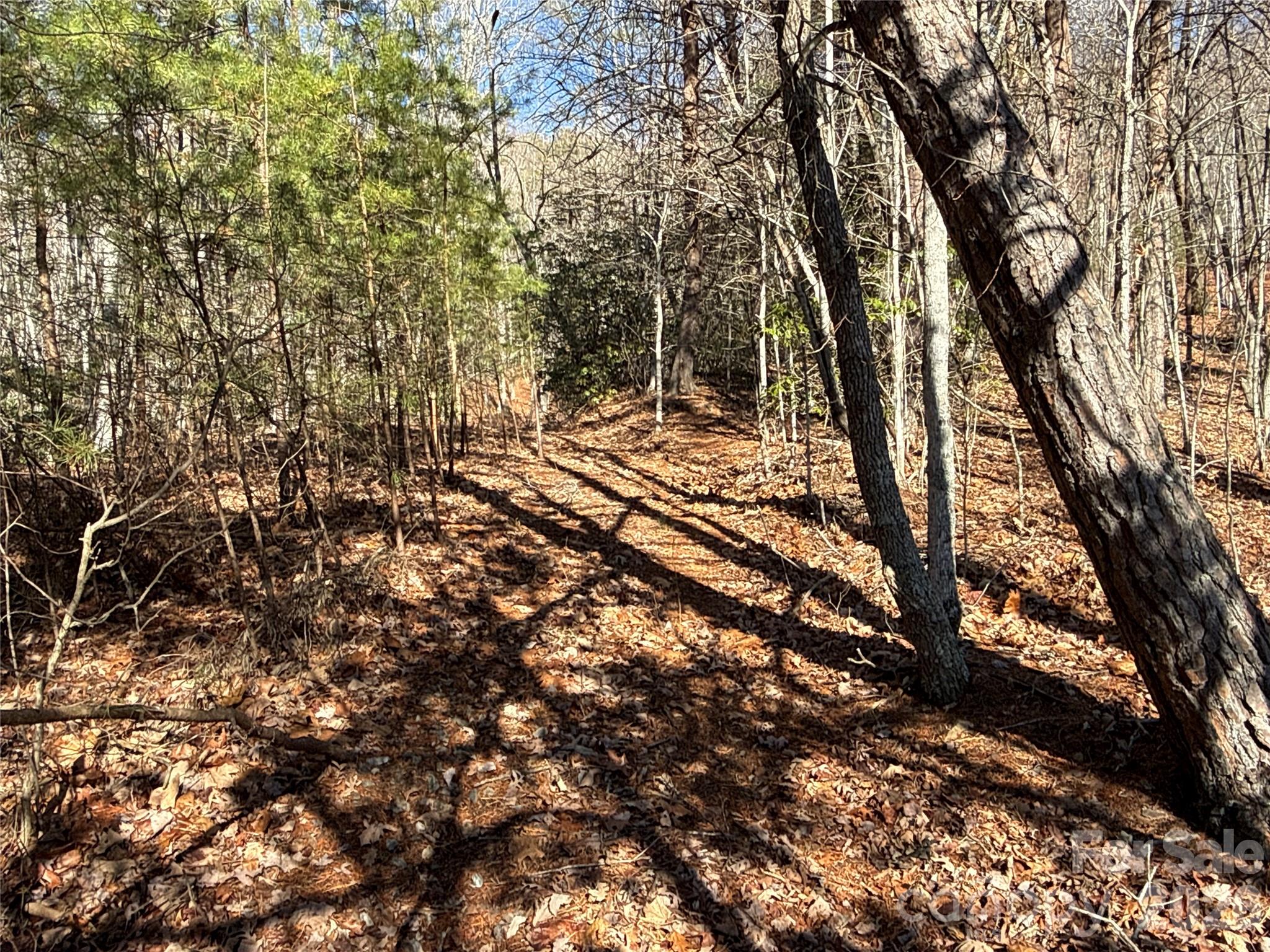 9999 Sealey Lane Leicester, NC 28748 - Photo 2 of 38 a view of a yard with a tree