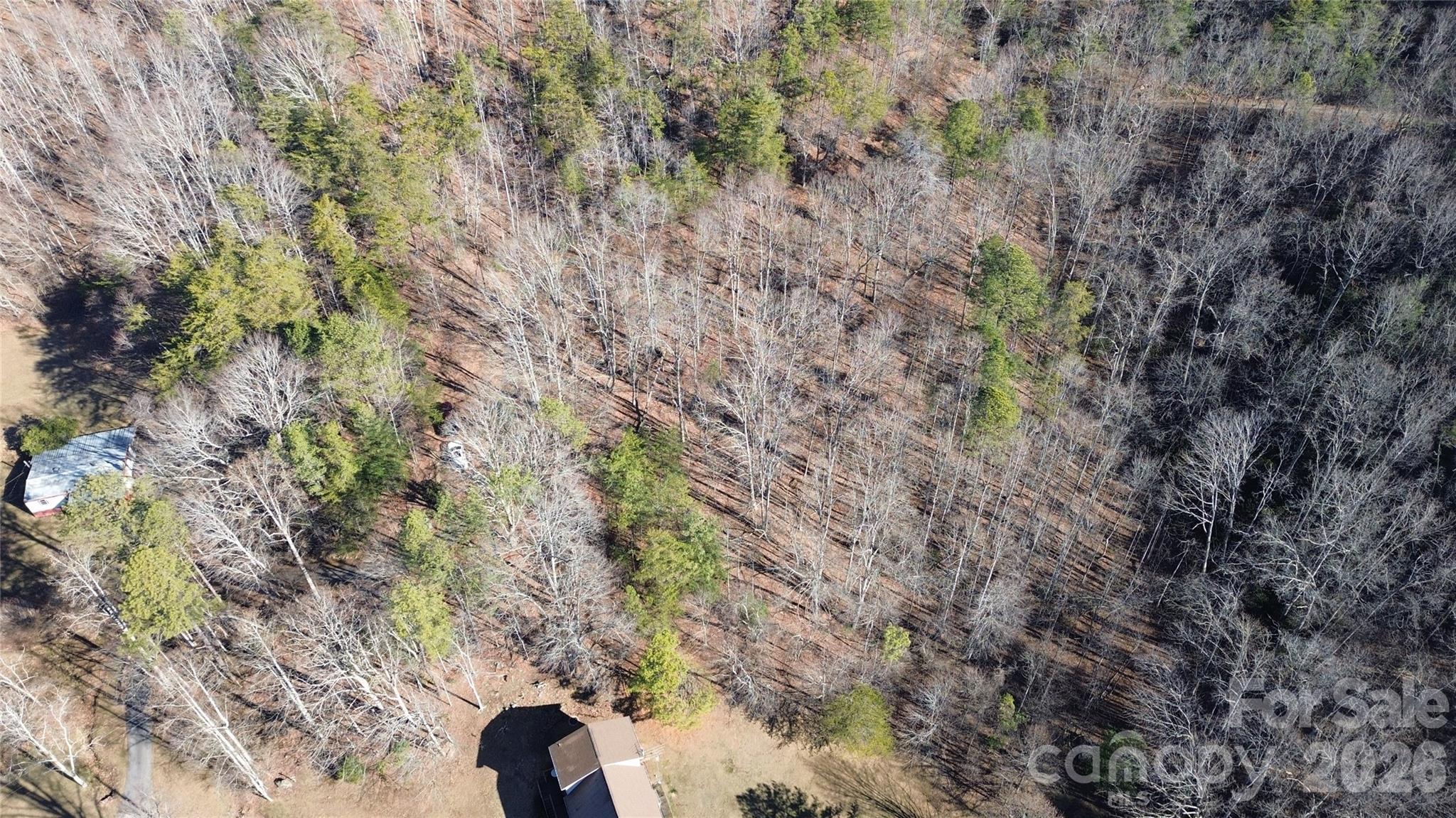 9999 Sealey Lane Leicester, NC 28748 - Photo 22 of 38 a view of plants and trees in a forest