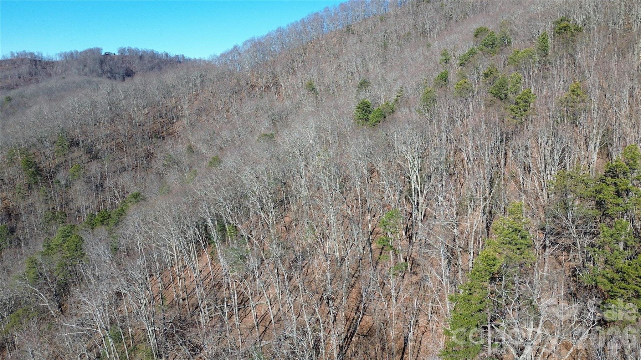 9999 Sealey Lane Leicester, NC 28748 - Photo 30 of 38 a view of a dry field with trees