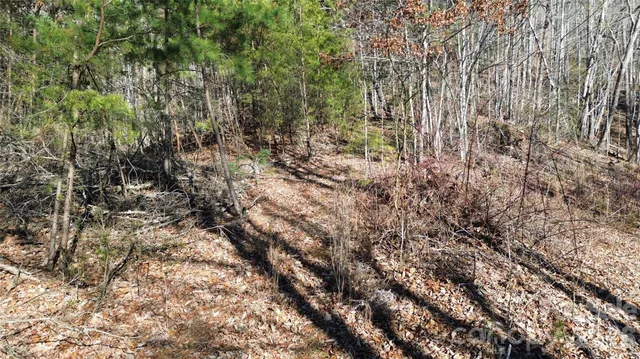a view of a yard with plants and trees