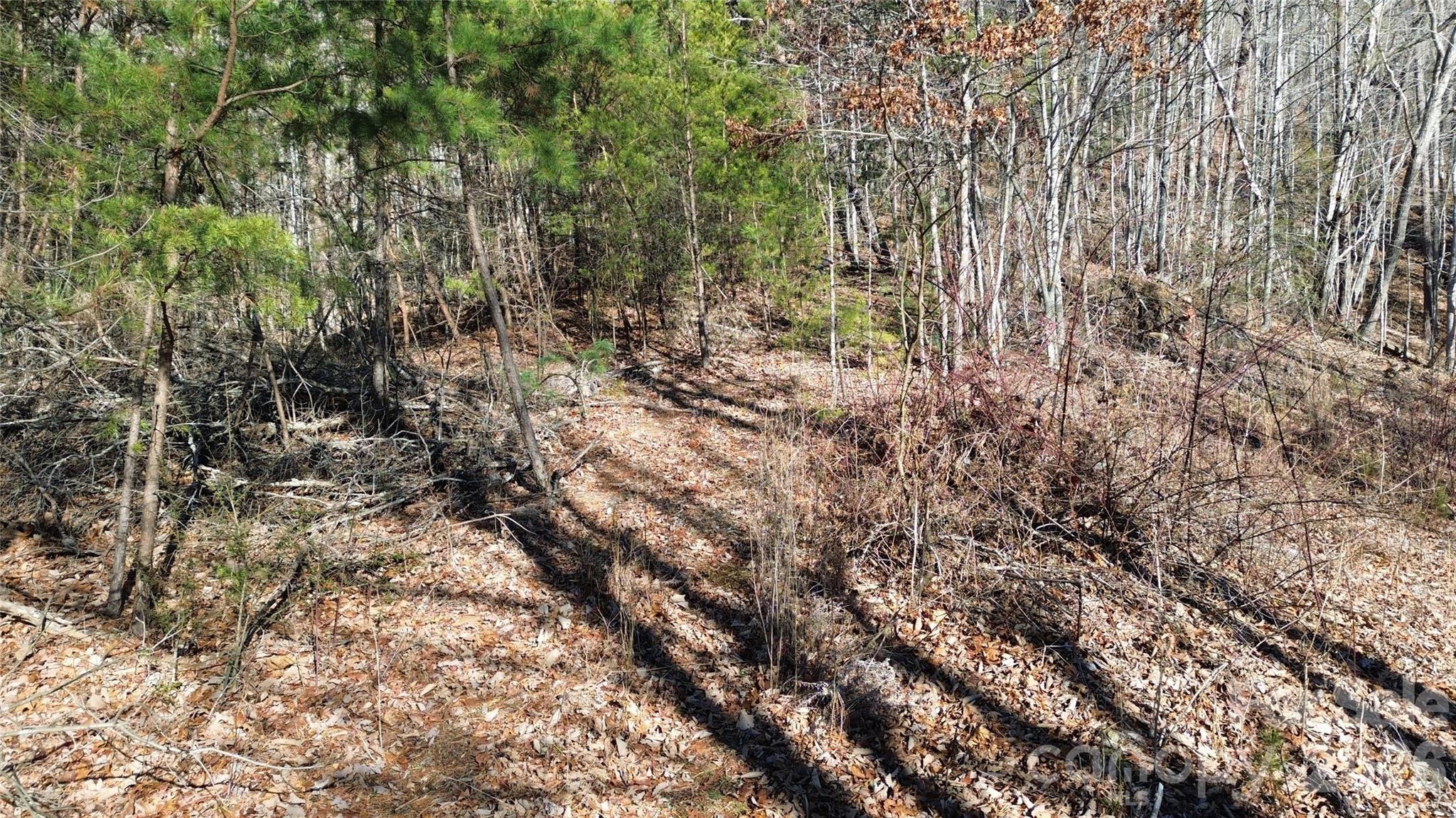 9999 Sealey Lane Leicester, NC 28748 - Photo 31 of 38 a view of a yard with a tree