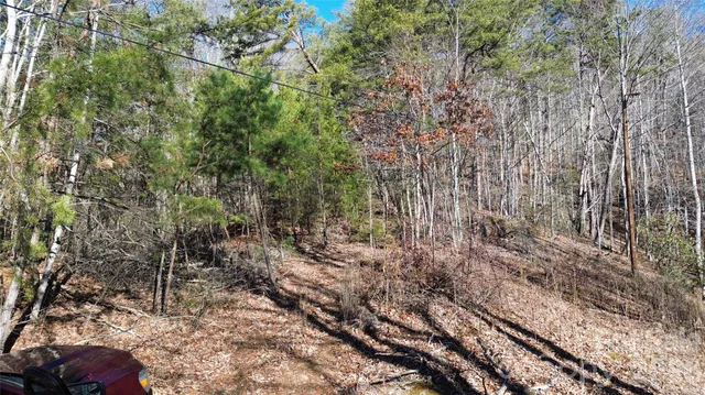 a plant with lots of trees