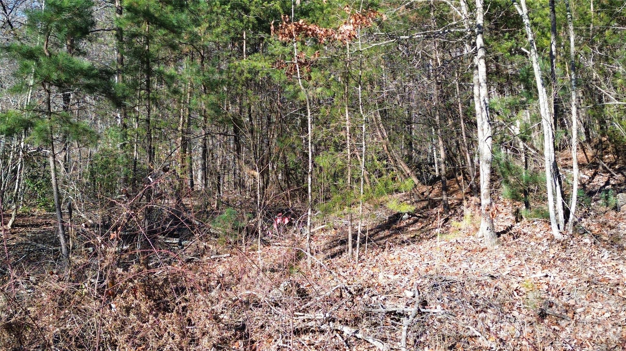 9999 Sealey Lane Leicester, NC 28748 - Photo 35 of 38 a view of a yard with plants and trees