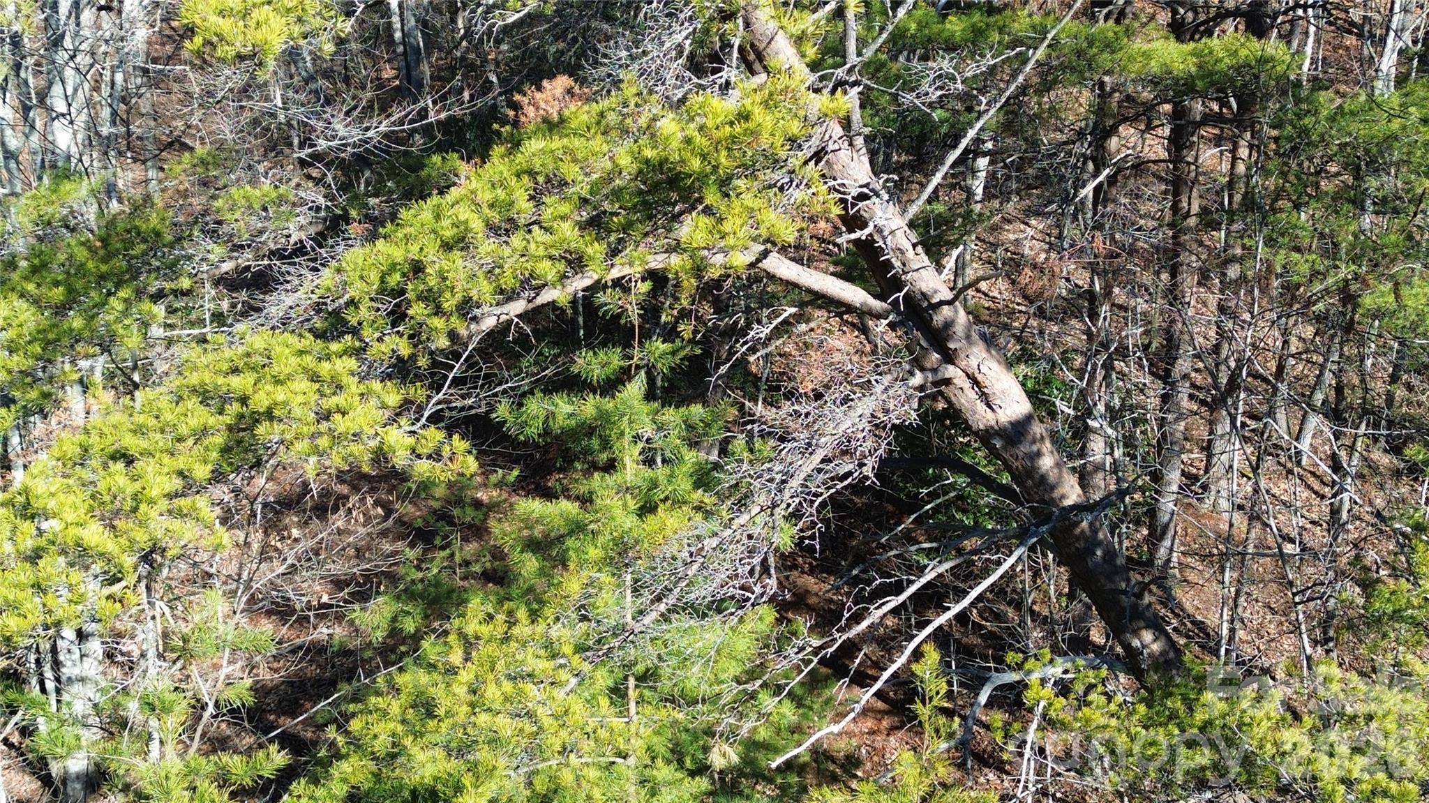 9999 Sealey Lane Leicester, NC 28748 - Photo 36 of 38 a plant with lots of trees