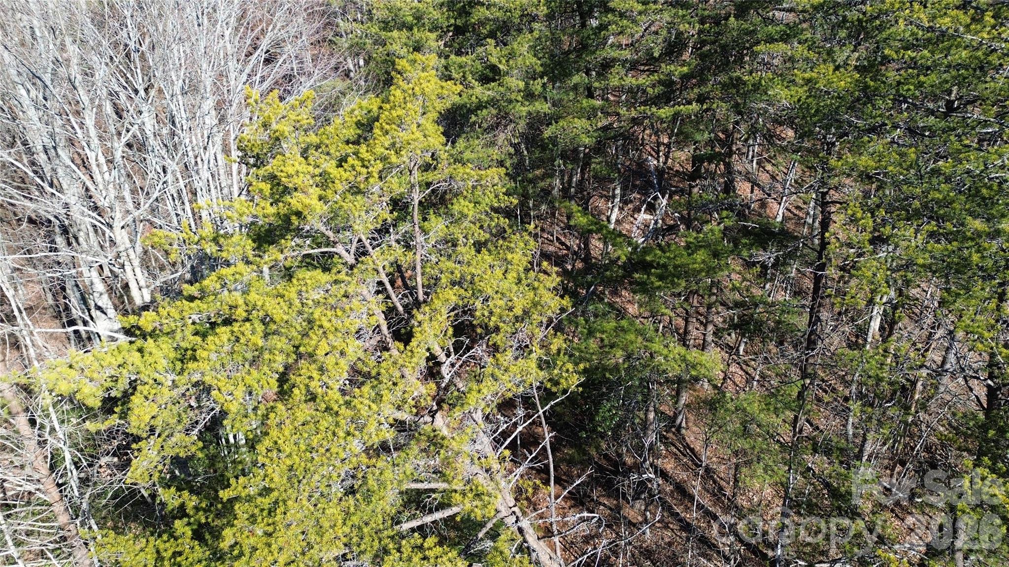 9999 Sealey Lane Leicester, NC 28748 - Photo 37 of 38 a view of a plant with a plant
