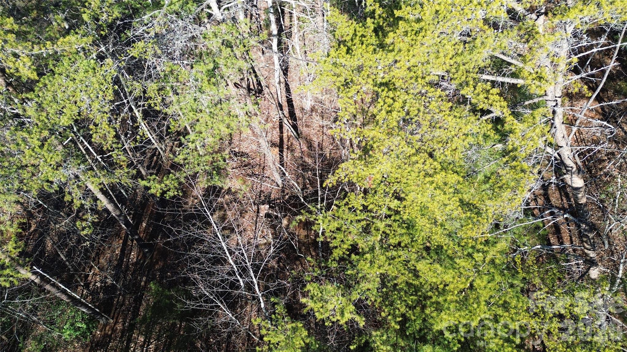 9999 Sealey Lane Leicester, NC 28748 - Photo 38 of 38 a view of a tree