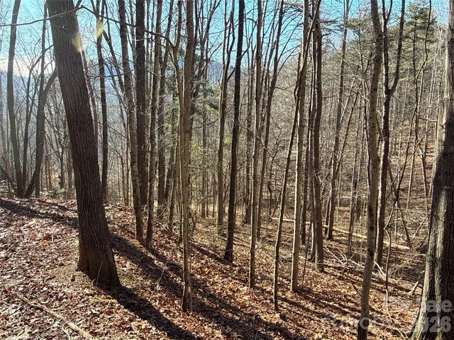 a view of lots of trees