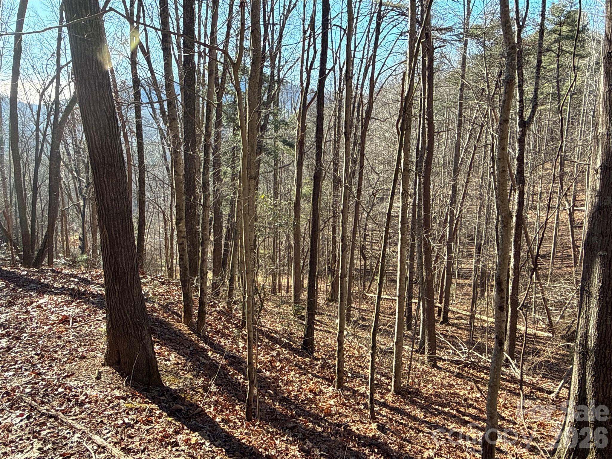 9999 Sealey Lane Leicester, NC 28748 - Photo 5 of 38 a view of lots of trees