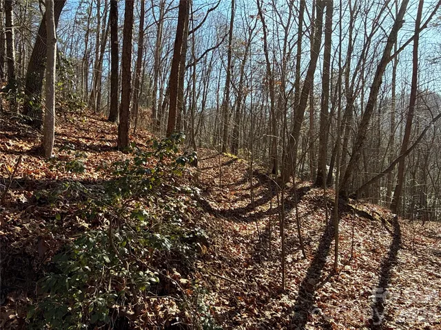 a view of a forest with a tree