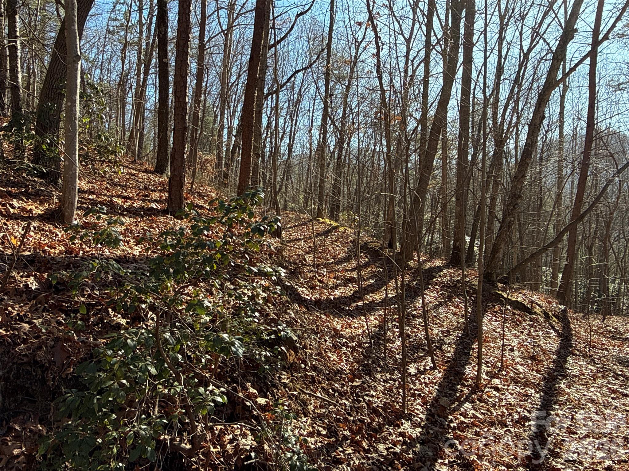 9999 Sealey Lane Leicester, NC 28748 - Photo 6 of 38 a view of a forest with a tree
