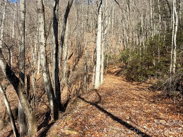 a view of a yard with plants and trees