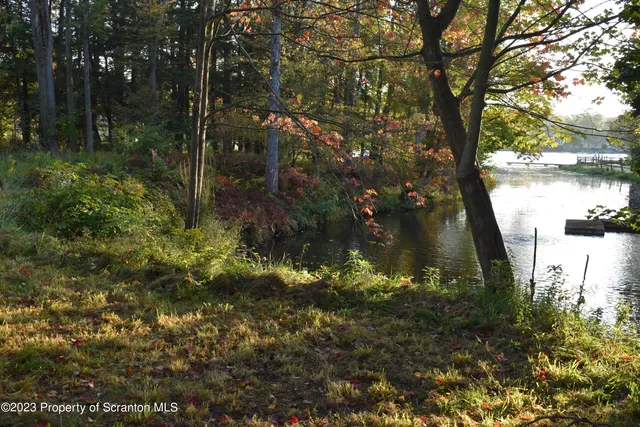 a view of a lush green forest