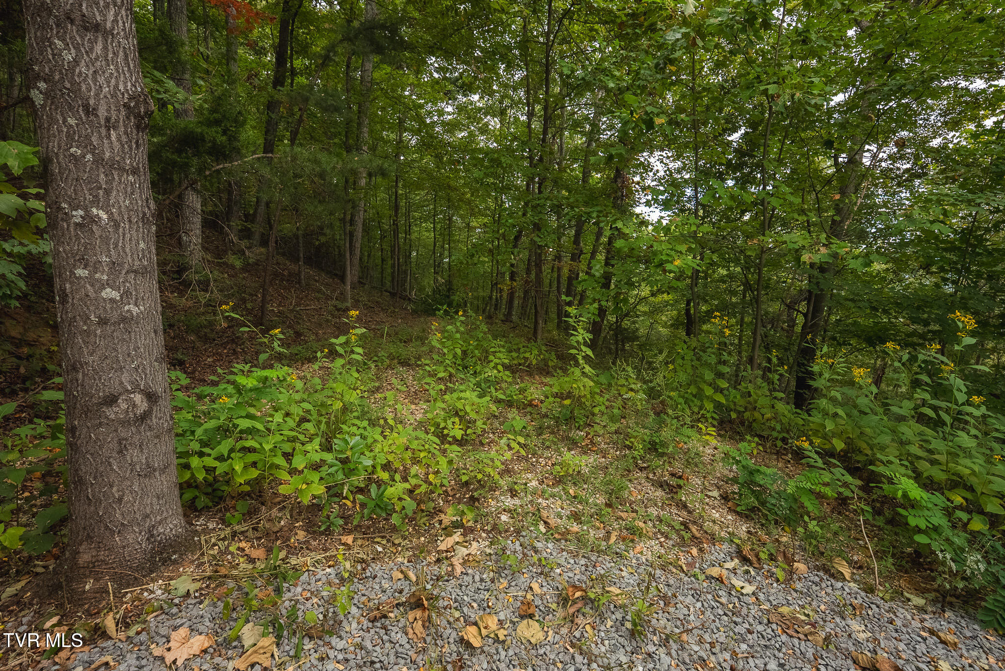 170 Fire Tower Road, Unit 4 & 5 Mooresburg, TN 37811 - Photo 11 of 31 DSC00240
