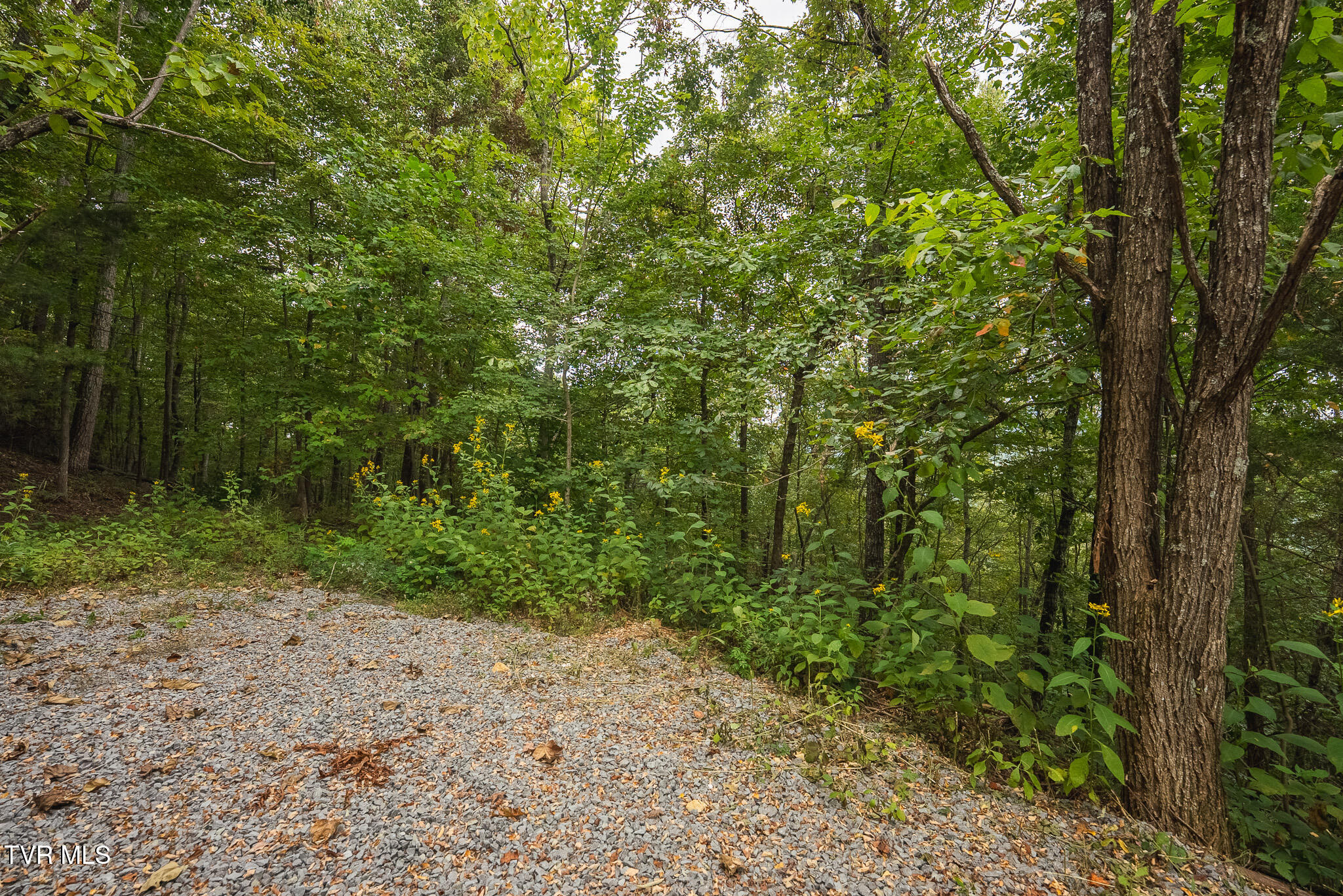 170 Fire Tower Road, Unit 4 & 5 Mooresburg, TN 37811 - Photo 12 of 31 DSC00241