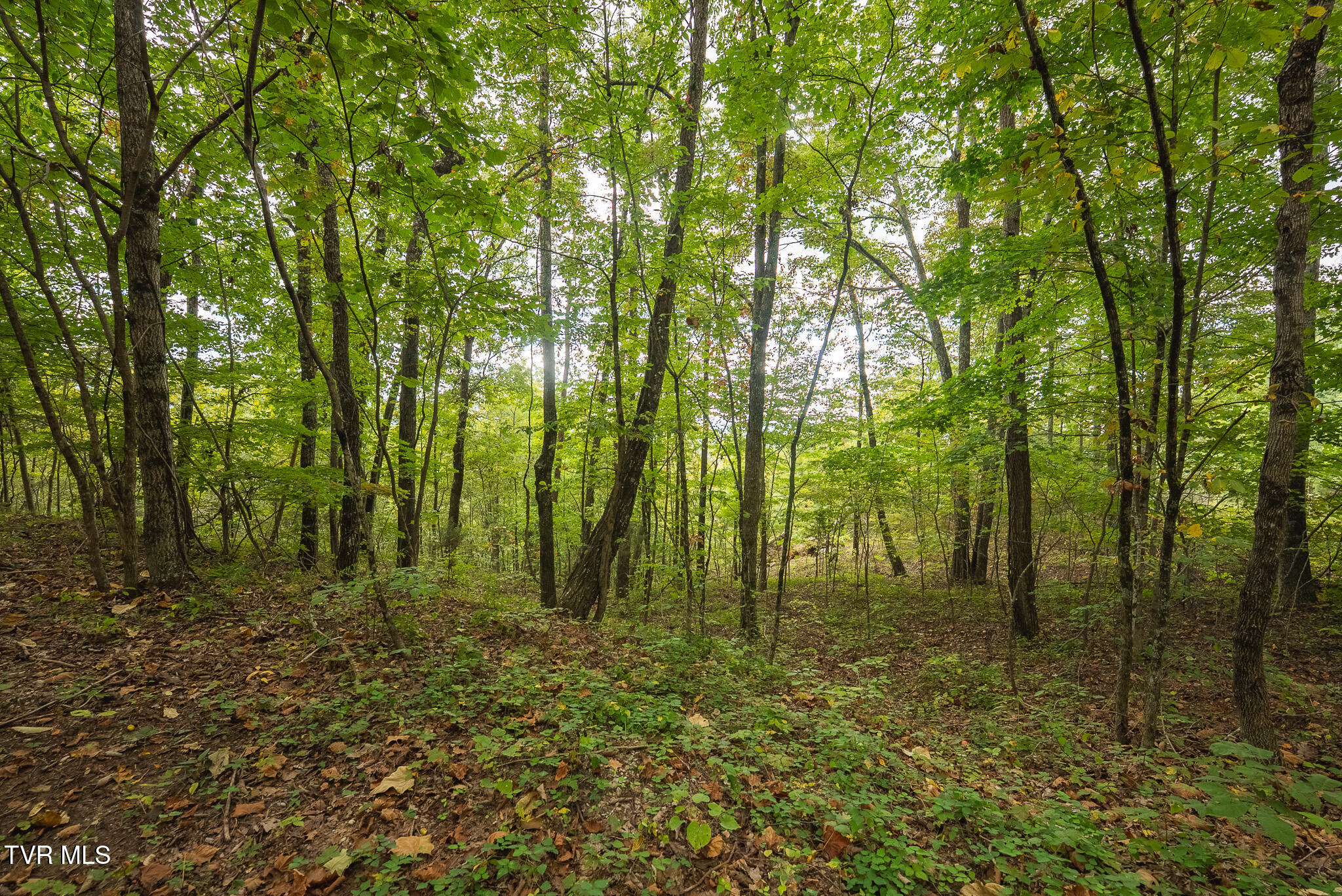 170 Fire Tower Road, Unit 4 & 5 Mooresburg, TN 37811 - Photo 24 of 31 DSC00253