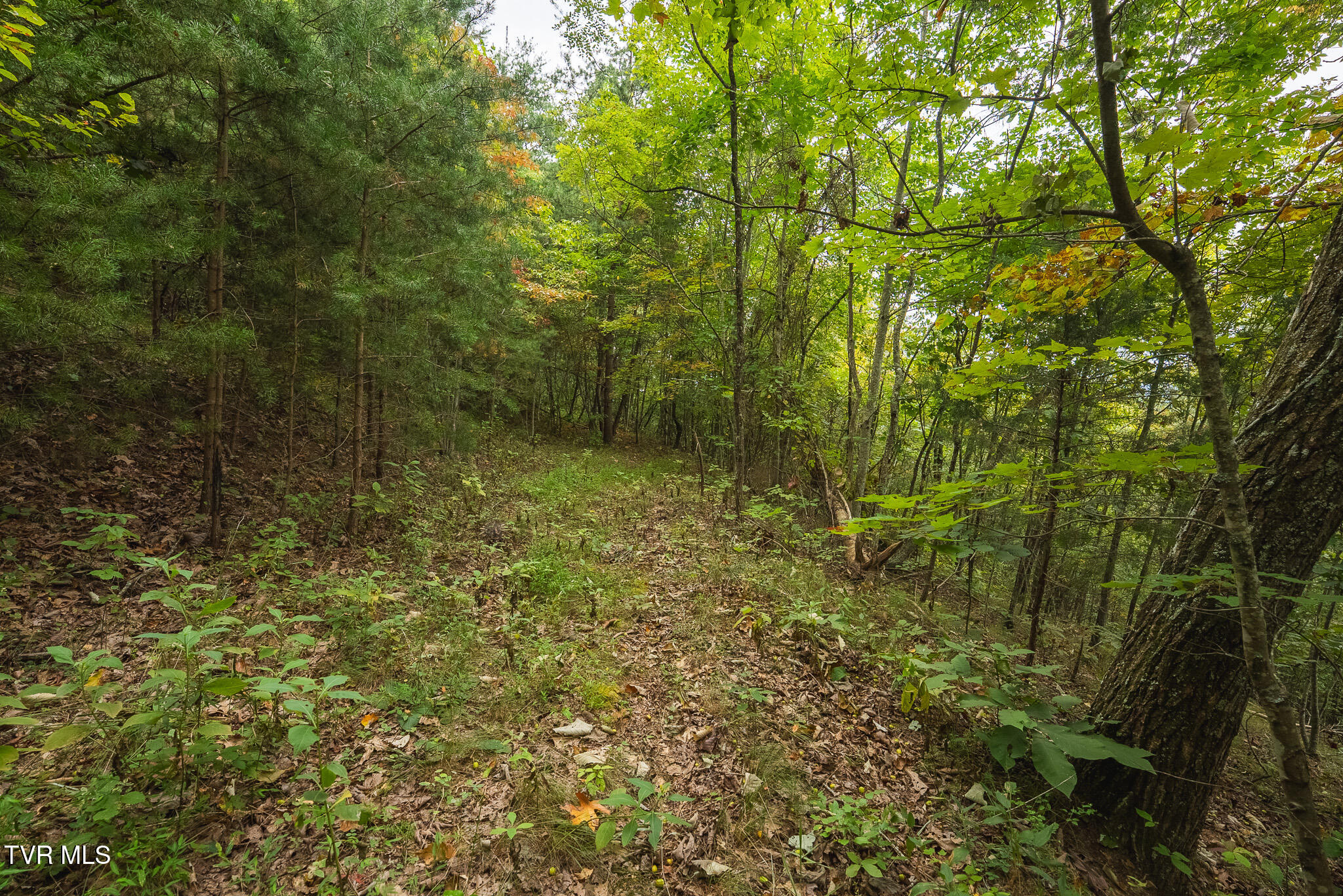 170 Fire Tower Road, Unit 4 & 5 Mooresburg, TN 37811 - Photo 26 of 31 DSC00255