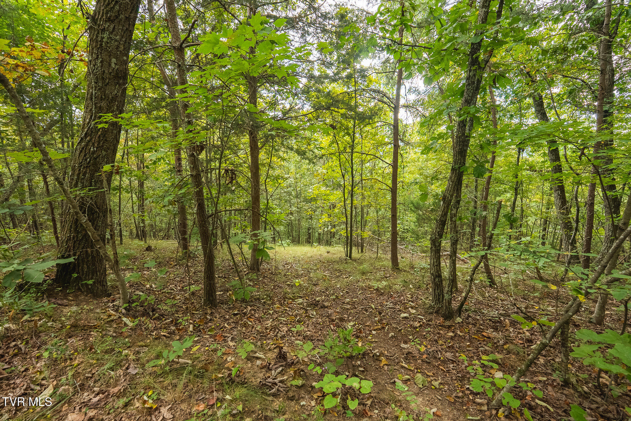 170 Fire Tower Road, Unit 4 & 5 Mooresburg, TN 37811 - Photo 27 of 31 DSC00256