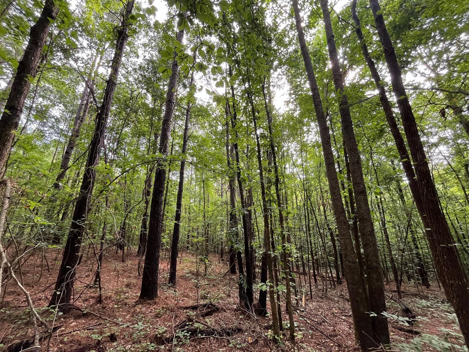 Hudspeth Road Hickory Flat, MS 38633 - Photo 16 of 28 Gallery Image 16