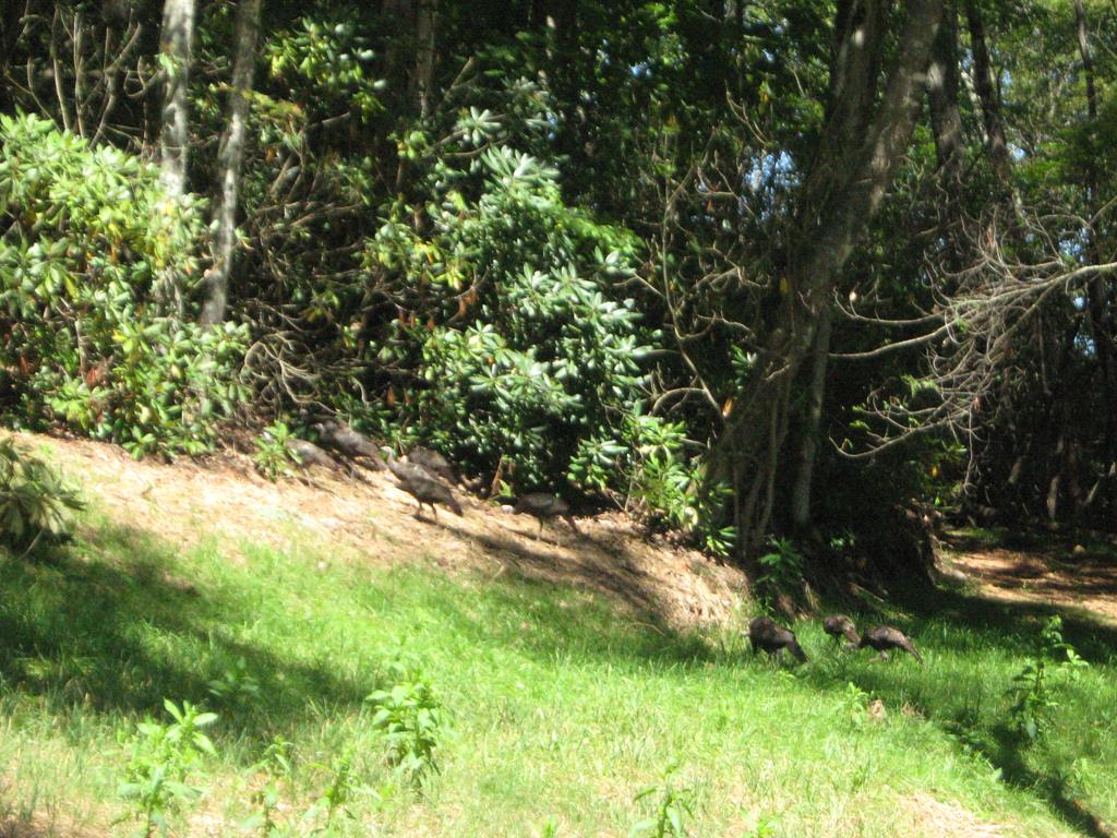 Tbd Blue Ridge Parkway, Unit 152 Fancy Gap, VA 24328 - Photo 21 of 39 Gallery Image 21
