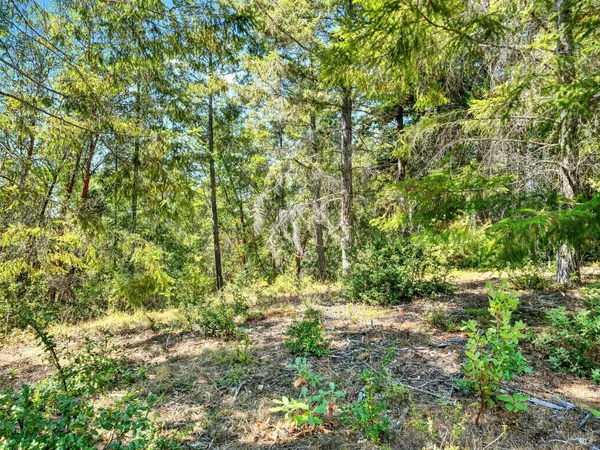 a view of a yard with plants and tree