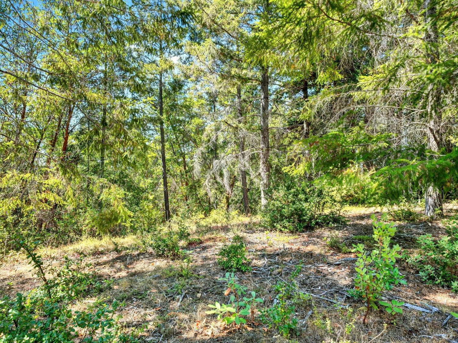 0 Moore Homestead Road Philo, CA 95466 - Photo 3 of 20 a view of a yard with plants and tree