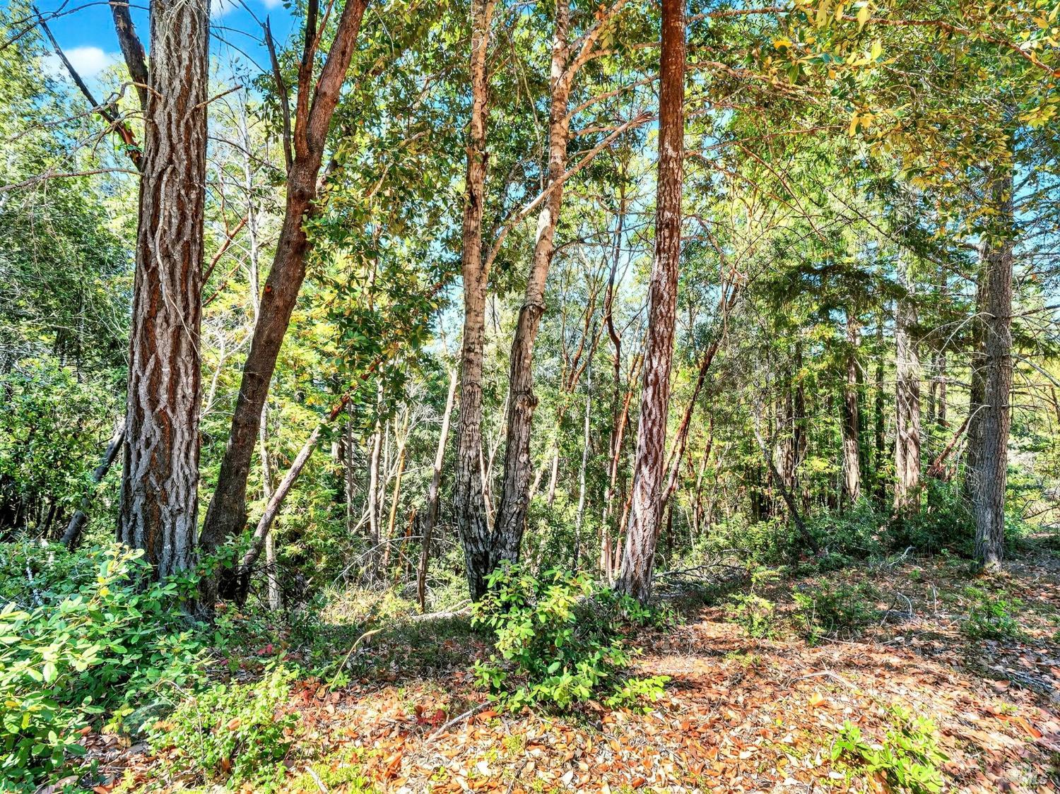 0 Moore Homestead Road Philo, CA 95466 - Photo 5 of 20 a backyard of a house with lots of green space