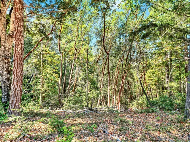 a view of a yard with a tree