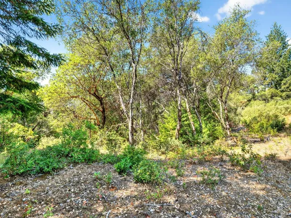 a view of a plants with large trees